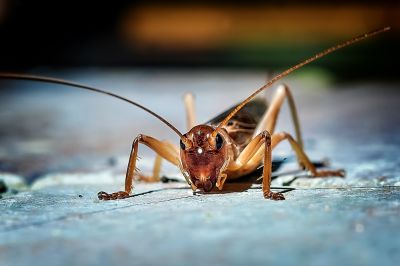 Cricket Control Service